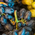ofrenda de frutos